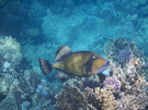 Playa Blanca, Panama