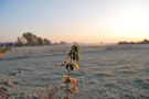 Une ortie en hiver