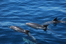 Famille de duphins