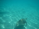 Tortue en mer rouge