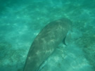 Lamantin en mer rouge 5