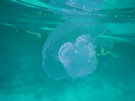 Meduse en mer rouge