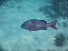 Mérou en mer rouge