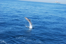 Dauphin sur le detroit de Gibraltar