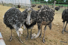 La ferme d'autruches