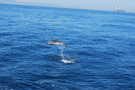 Dauphin sur le detroit de Gibraltar